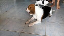 Adorable beagle dog lying on floor while jack russell terrier dog running the playing together, Slow motion. Stock Footage