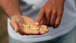 Opening hand with soybeans. Hand showing soy beans Stock Footage