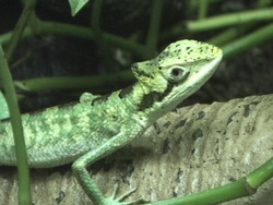 Animales complejos: ¿qué son los vertebrados? Instructional Video