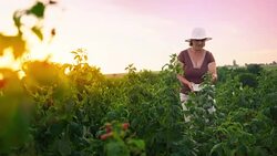 An elderly woman collects raspberries at sunset. Organic food. Stock Footage