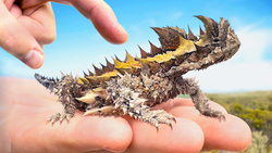 SPIKED by Sharpest Lizard on Earth! (Thorny Devil) Instructional Video