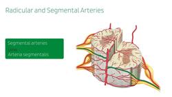 Blood vessels of the spinal cord Instructional Video