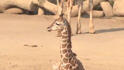 VOICED : Zoologico mexicano presenta a una jirafa bebe News Clip