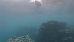 CLEAN : In Reunion Island, sea turtles equipped with beacons to help meteorologists News Clip