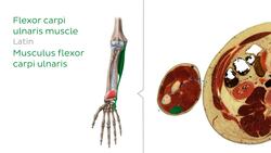 Cross sections of the upper extremity: Forearm level Instructional Video