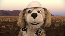 Animal Alphabet: D is for Dingo Instructional Video