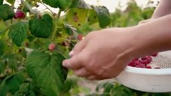An elderly woman collects raspberries at sunset. Organic food. Stock Footage