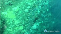 Australia's Great Barrier Reef coral in serious trouble News Clip