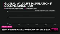 Global Wildlife Population Drops 69% in 50 Years News Clip