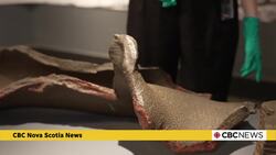 Still no plans for Mont Blanc pieces found last summer Instructional Video