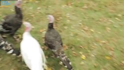 Turkeys Prepare For A Happy Thanksgiving - Life On The Farm Instructional Video