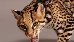The Ocelot, beauty and survival in the wild Instructional Video