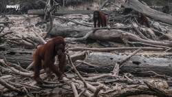 Fires Tied To Palm Oil Industry Ravage Indonesia Forests News Clip