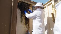 In Real Life: #SaveTheBees News Clip