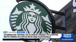 Starbucks says it bought coffee farms in Central America because of climate change fears News Clip