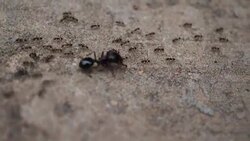Black House Ant teamwork walking work in the nature Stock Footage