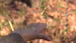 VOICED : ¿El nuevo hobby anti-covid en NYC? Avistar aves en Central Park News Clip