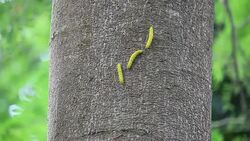 yellow worm on brown big tree Stock Footage