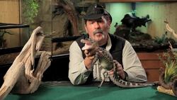 5 Care Tips for Alligators Instructional Video