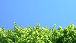 BOTTOM UP: Gentle spring breeze blows past a tree canopy on a sunny summer day. Stock Footage