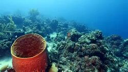Seascape of coral reef in the Caribbean Sea around Curacao at dive site Mako's Mountain Stock Footage
