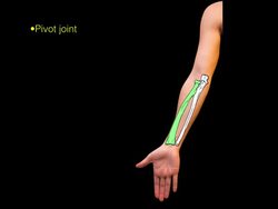 Elbow joint. Muscles and nerves Instructional Video