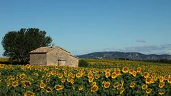 Stone house in Sunflower field blooming near lavender fields during summer in Valensole plain of Provence France Stock Footage