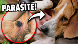 Tick Infested Puppy! Can We Save Him?? Instructional Video