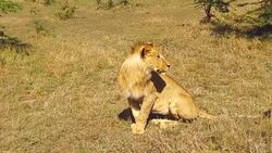 wild hog in savanna at africa Stock Footage