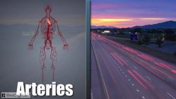 HST-AP Introduction to the Cardiovascular System Instructional Video