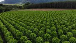 Thailand,Chanthaburi The garden is famous pepper. Pepper plantations of different varieties are found in many places of the Thailand. Black pepper is exported to many countries of the World. Stock Footage