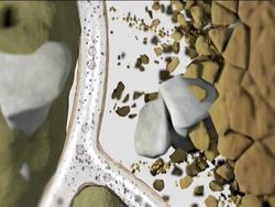 Fungi: Video Quiz Instructional Video