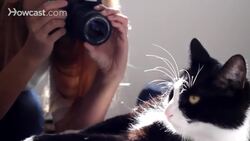 How to Take Great Pictures of Cats Instructional Video