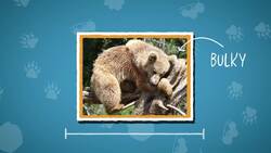 I WONDER - How Fast Can Bears Run? Instructional Video