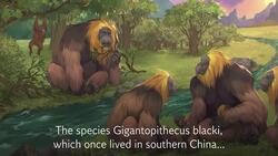 Largest great ape to ever live went extinct because of climate change, says new study Instructional Video