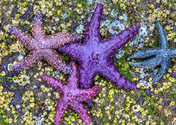 Sea Stars Instructional Video