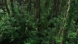 Reveal the trail in tropical rainforest Stock Footage