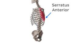 Nerve roots of the long thoracic nerve Instructional Video