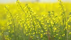 How will the federal budget help canola farmers? News Clip