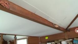 CLEAN : French animal sanctuary uses expertise to help Australia's orphaned marsupials News Clip