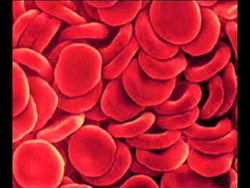 Genetics in Action: Codominance Instructional Video