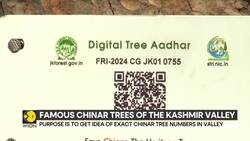 J&K: Authorities geo tagging Chinar trees in Kashmir Valley to conserve rich natural heritage Instructional Video
