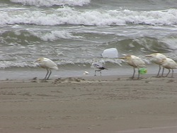 Problemas ambientales y soluciones: introducción Instructional Video