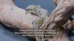 The Amazing Camouflage of the Mossy Leaf-Tailed Gecko Instructional Video