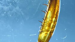 Legs of an Insect Stock Footage