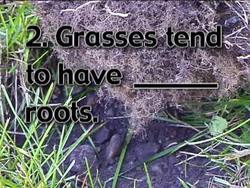 Plant Parts: Video Assessment Instructional Video