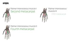 Palmar interossei muscles Instructional Video