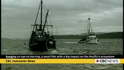 Keeping an eye on herring, a small fish with a big impact on the Pacific's ecosystem News Clip