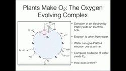 Water Splitting: The Oxygen-Evolving Complex Instructional Video