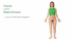 Body regions Instructional Video